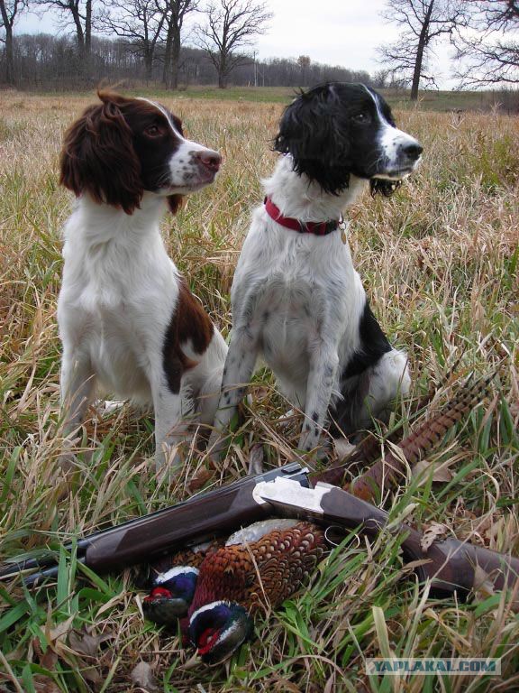 Собакочетверг