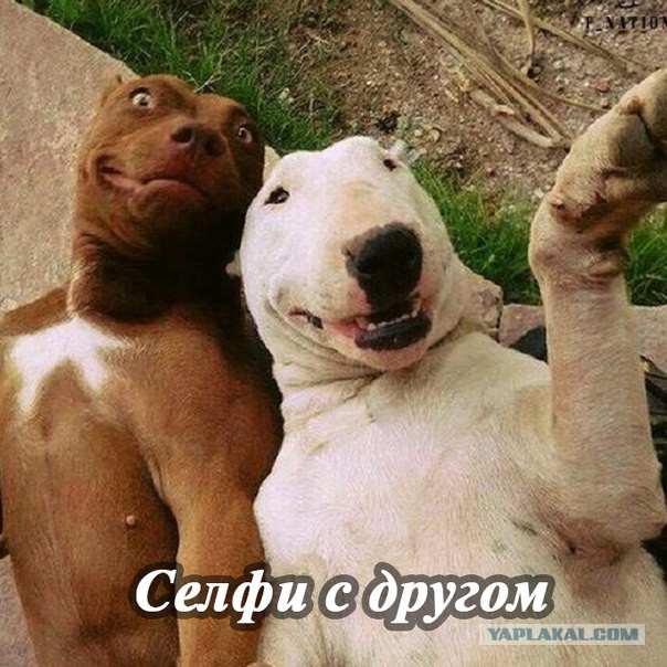 «Селфи-кот» и «братки с района»