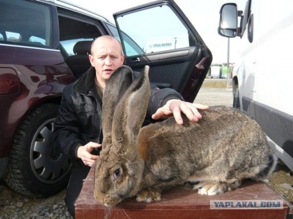 Гигантскую крысу нашли на детской площадке в Лондоне