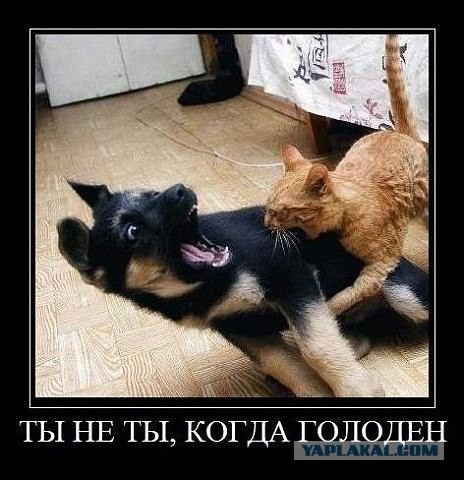 Собака нападает на котят
