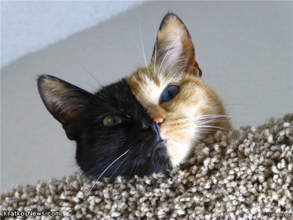 Коты из сети