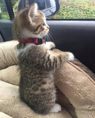 Коты и Кошки