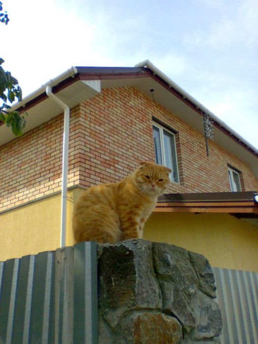 Коты и Кошки
