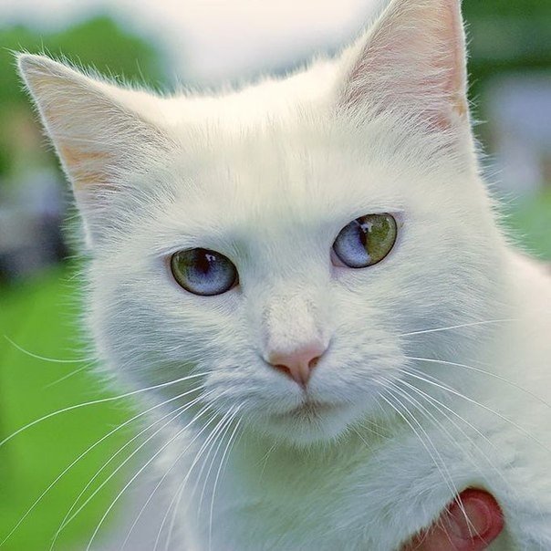 Коты и Кошки