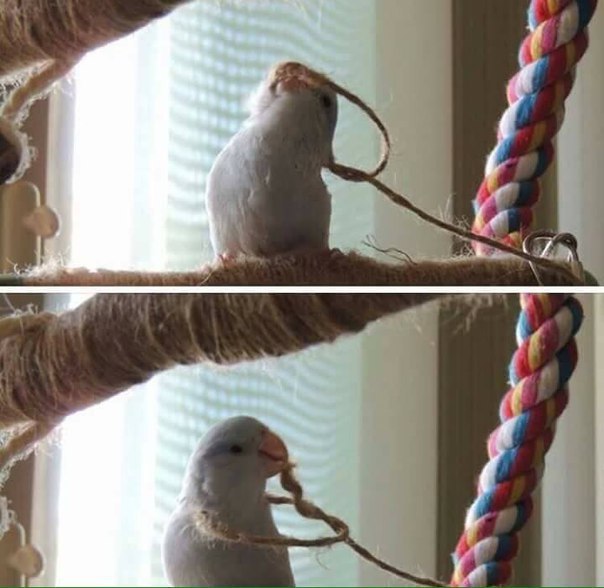Живность из сети