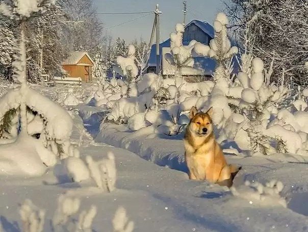 Живность из сети