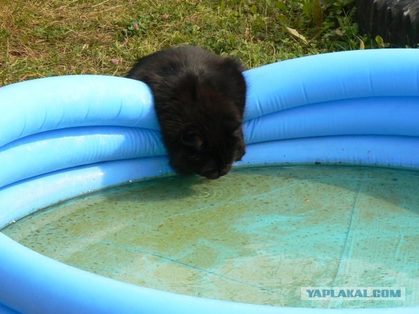 Котовторник на ЯПлакалъ (10.06.08), прикольные коты, добавляем свои!