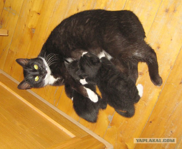 Ура, котовторник! (01.07.2008)