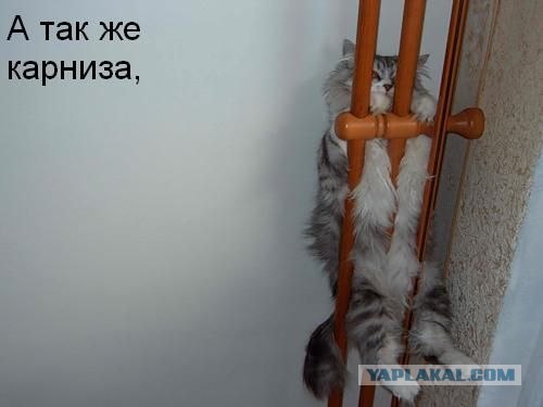 Ура, котовторник!