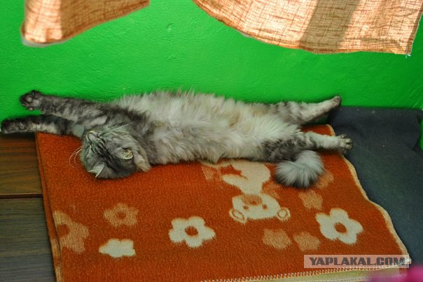 Котовторник 14.09.2010 Голые кошки на Yaplakal