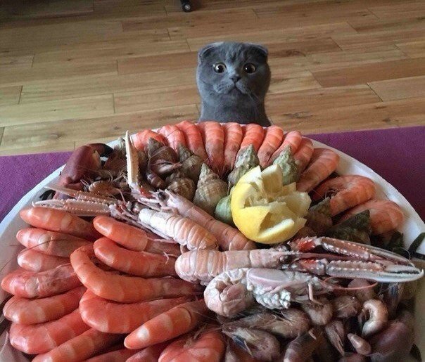 Немного милоты
