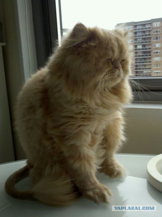 Котовторник 06.09.11