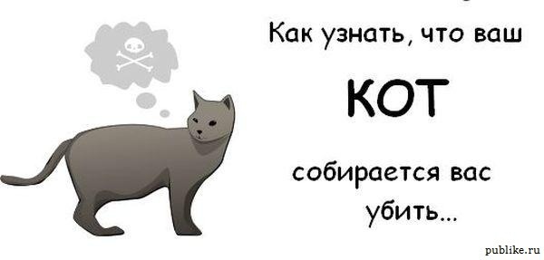 Котовторник! 08.11.11