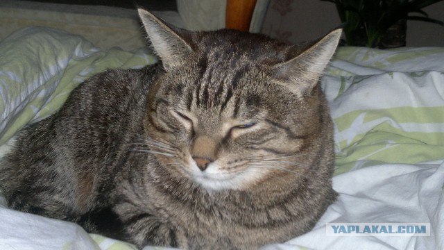 Котовторник 20.03.2012