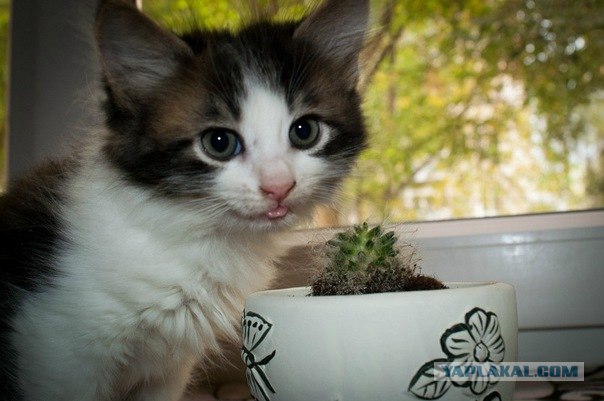 Котовторник 8 мая 2012