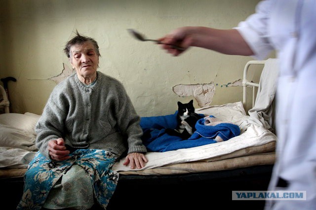 Приют для бездомных животных в Майами