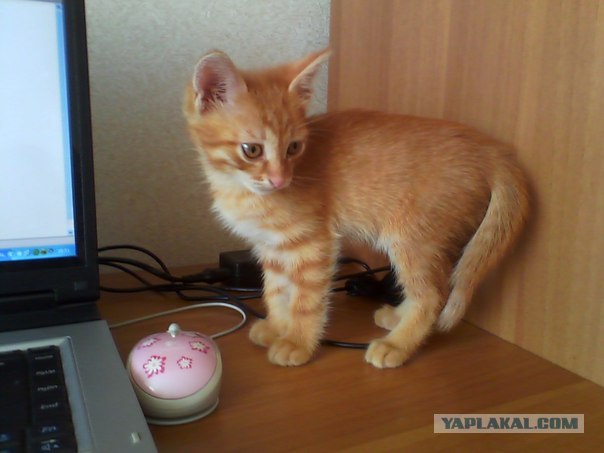 Котовторник на 26.06.12