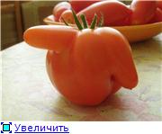 Томаты РОЗОВЫЕ