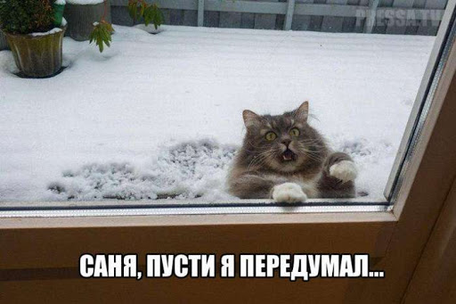 Чистосердечные признания и объяснительные нашкодивших котеек