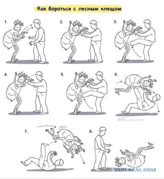 Одолели лосиные блохи