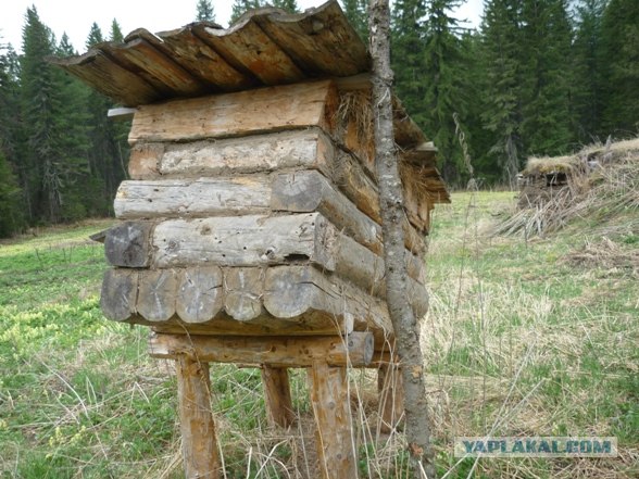 Лесное жилище