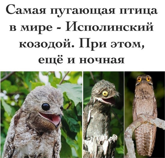 Так себе картинки 08.03.22