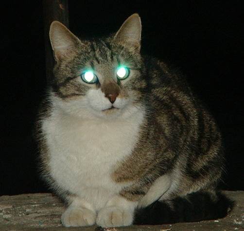 Что такое я нашёл?