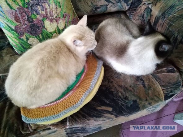 Мой котовторник