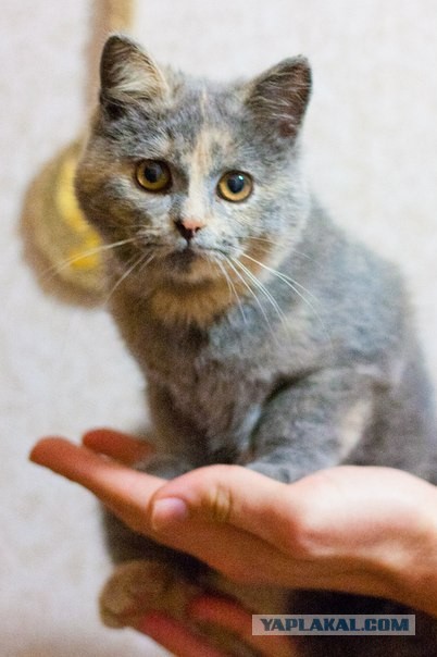 Котовторник 30.04.2013