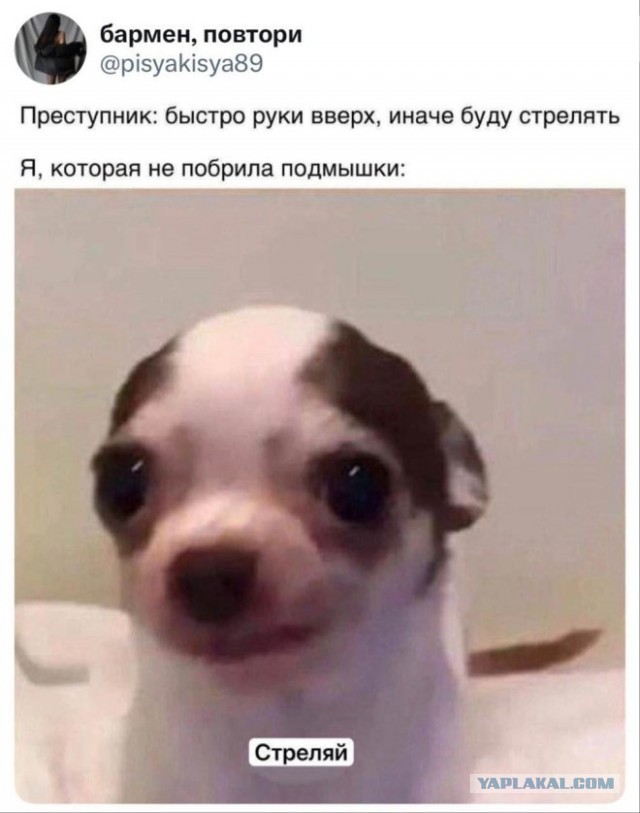 Веселые картинки в маленькую пятницу (19.11)