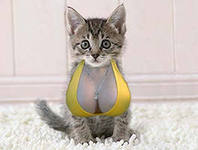 Просматривая инкубатор на ЯПе