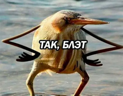 Птыц 360