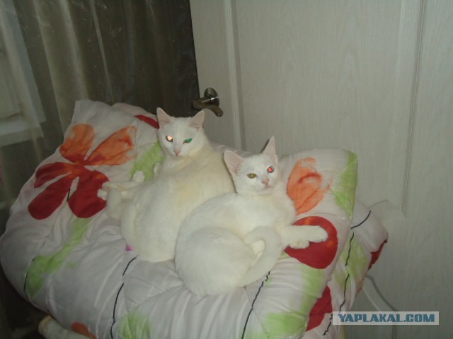Коты и время