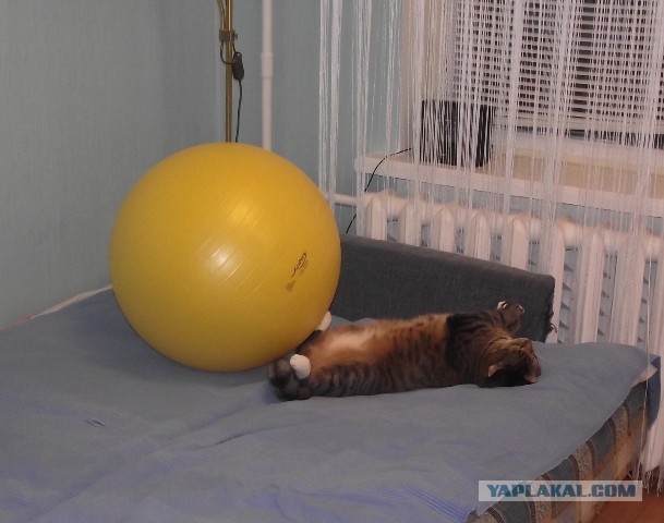 Котовторник  08.04.2014