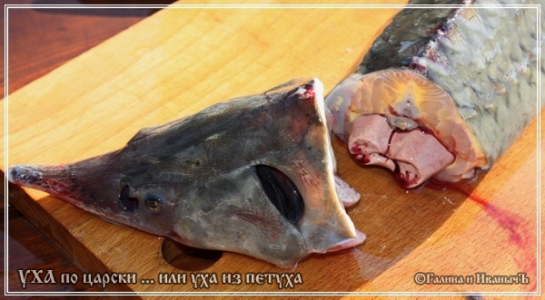 Уха по-царски ...