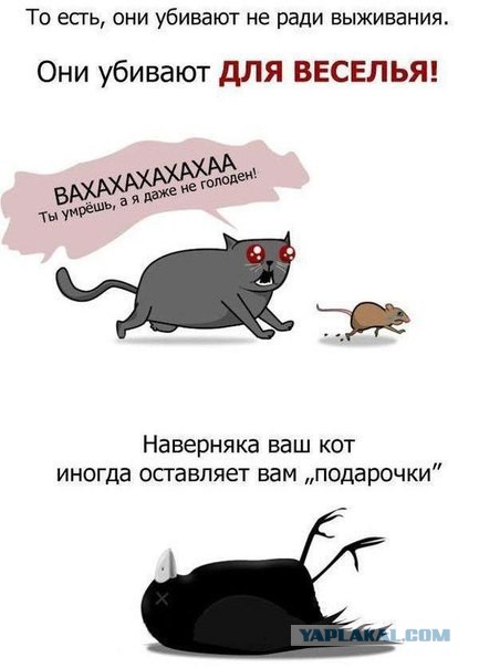 Жадный котенок и свеженькая мышь