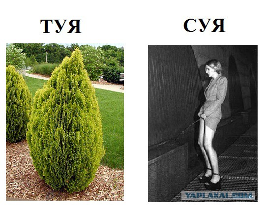 Су / ту