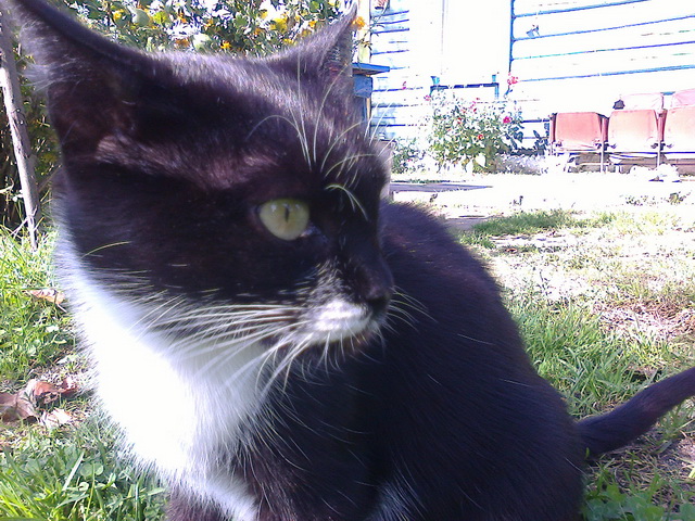 Котовторник 07 04 2015