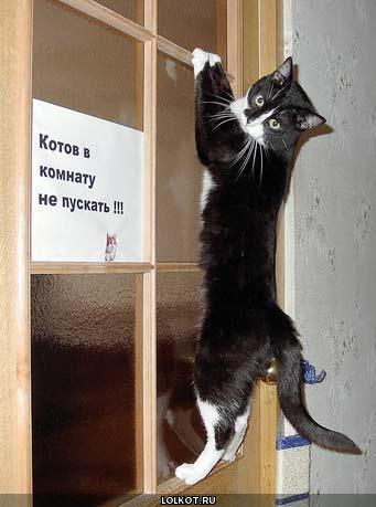 Вся суть котэ
