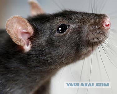 Умирая, коты уходят...