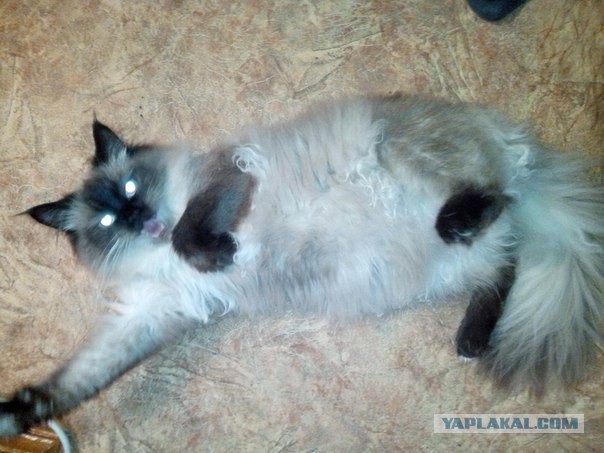 Котовторник
