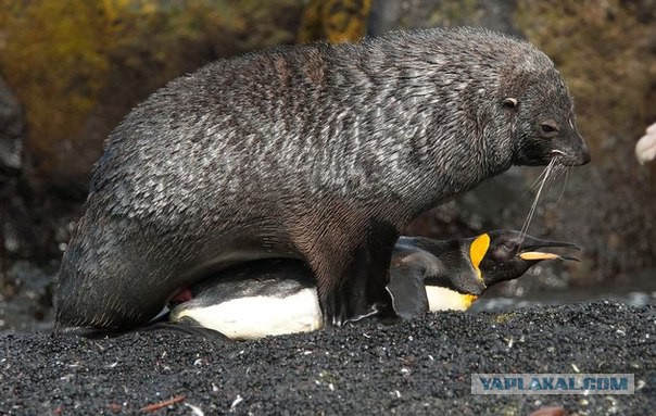 Банальные рассуждения о количестве секса в семье