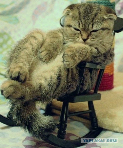 Шоу маст гоу офф