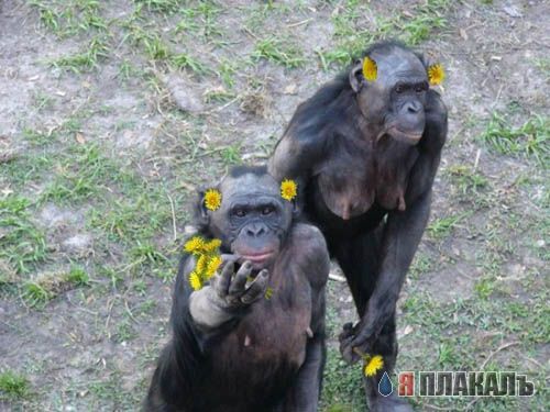 Фотожаба: Два голубка