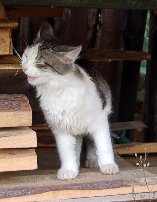 Коты, кошки, котята