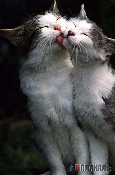 Коты, кошки, котята