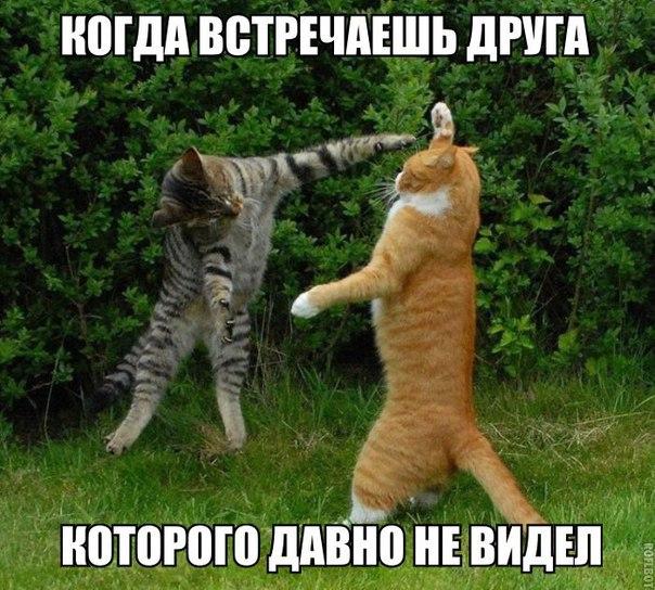 Божьи твари