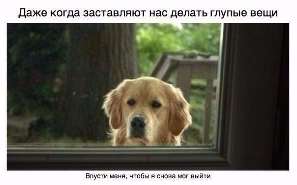 Божьи твари