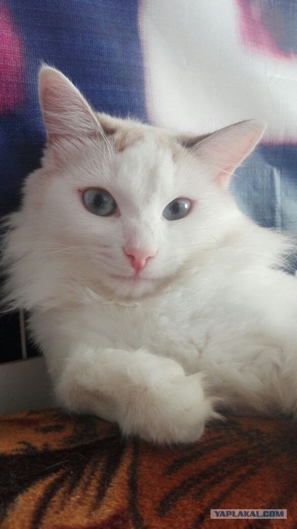 Котовторник 30.08.2016