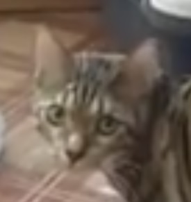 Коты миску делят